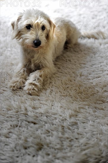 Mongrel with light fur sitting on a carpet with the same color