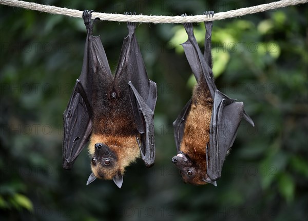 Flight Foxes (Pteropus sp.)