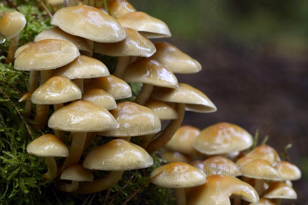 Conifer Tuft (Hypholoma capnoides)