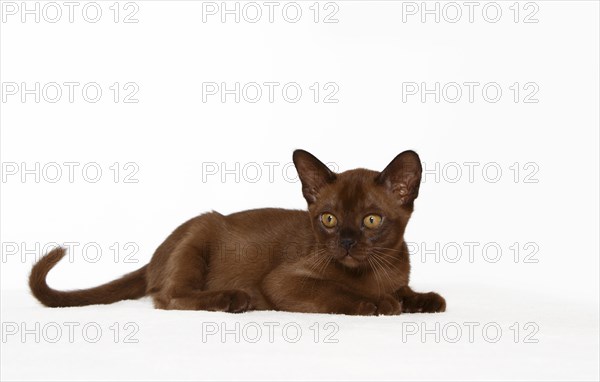 Young Burmese cat