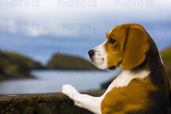 Tricolour Beagle