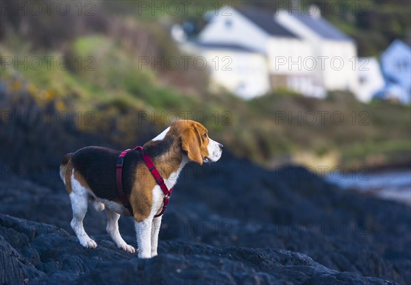 Tricolour Beagle