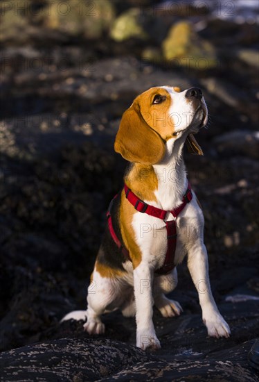 Tricolour Beagle