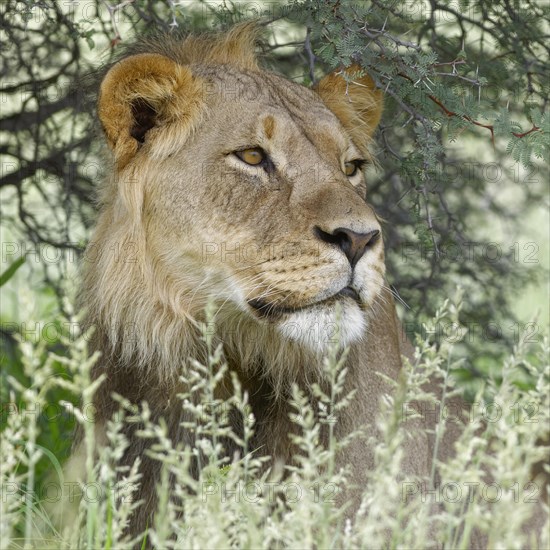 Black-maned lion (Panthera leo vernayi)