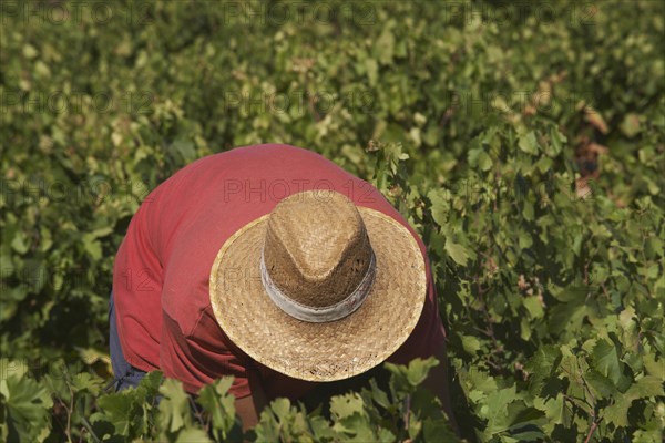 Worker harvesting Pedro Ximenez wine grapes