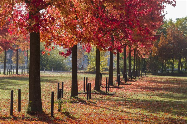 American Sweetgums