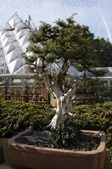 Bonsai