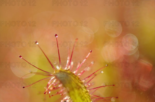 Sundew (Drosera)