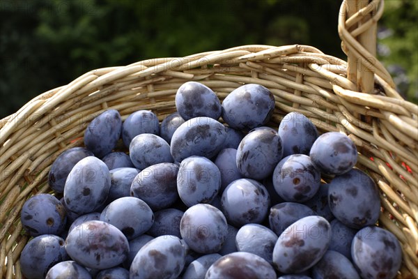 A basket full of plums