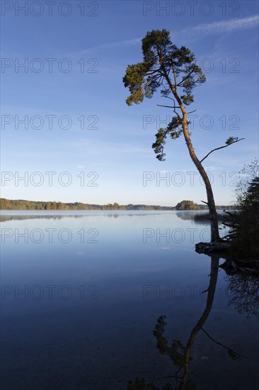 Scots Pine (Pinus sylvestris) on lake Grosser Ostersee