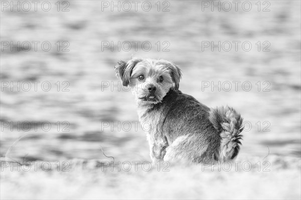 Norfolk Terrier