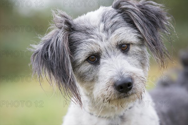 Briard mongrel