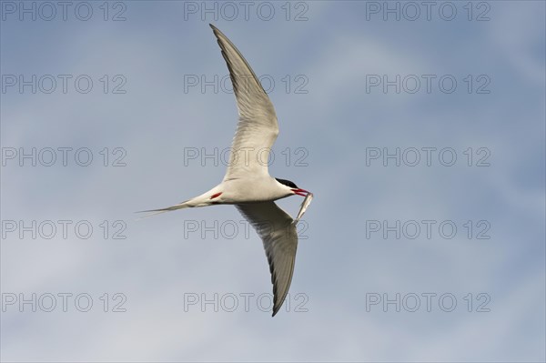 Arctic Tern (Sterna paradisaea)