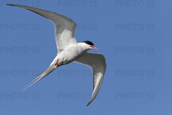 Arctic Tern (Sterna paradisaea)