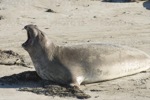 Northern Elephant Seal (Mirounga angustirostris) with its mouth wide open