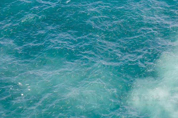 Fish in the waters of Europa Point