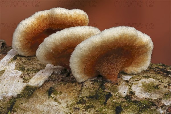 Crowded Parchment (Stereum rameale)