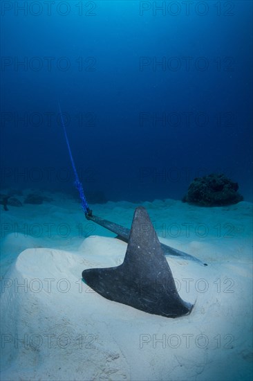 An anchor of a sports boat on the sandy bottom