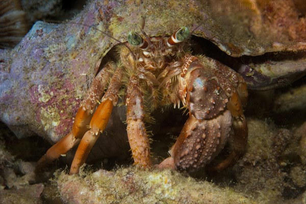 Anemone Hermit Crab (Dardanus pedunculatus)