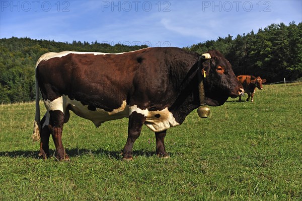 Bull in a pasture