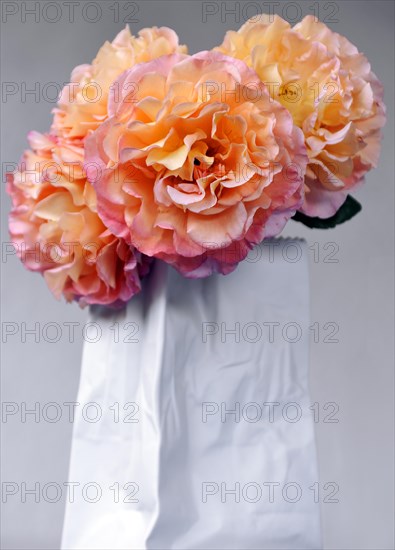 Roses in a modern white porcelain vase