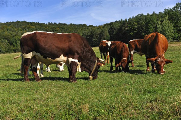 Grazing breeding bull with suckler cows in a pasture