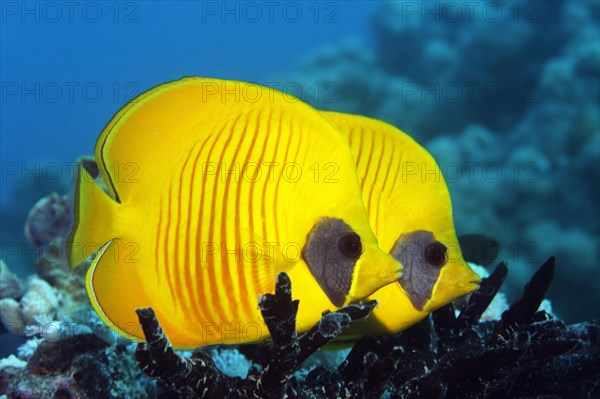 Two Masked Butterflyfish (Chaetodon semilarvatus)