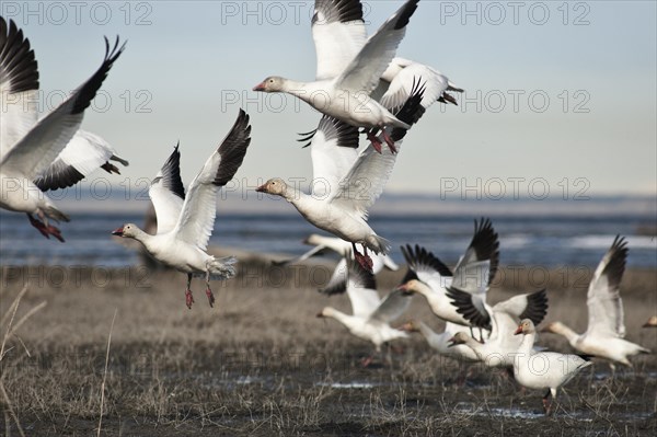 Snow geese (Chen caerulescens) take flight along Turnagain Arm