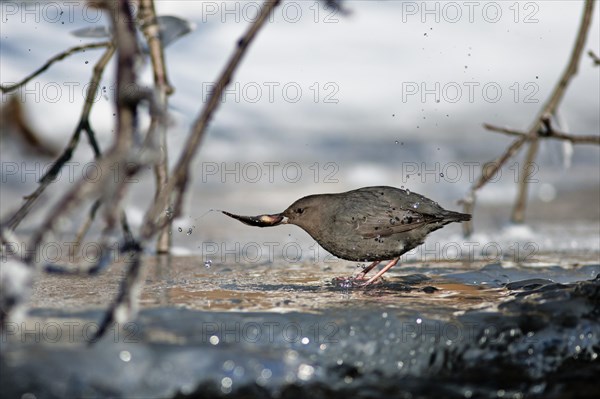 An American Dipper (Cinclus mexicanus) with his fish