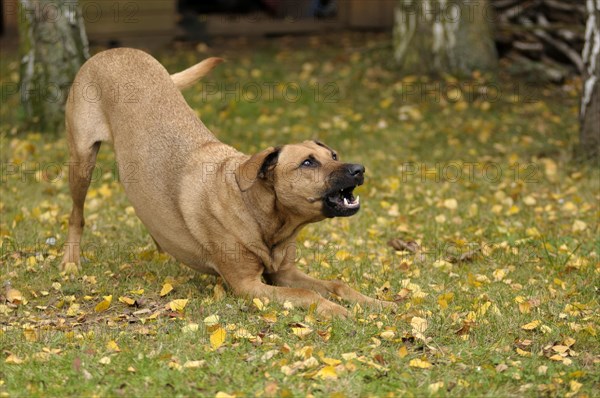 Mixed-breed Rhodesian Ridgeback barking encouragingly