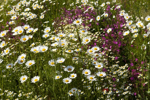 Oxeye Daisies (Leucanthemum vulgare)