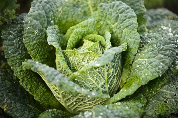 Savoy Cabbage (Brassica oleracea convar. capitata var. sabauda)