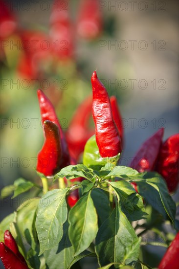 Chili peppers (Capsicum annuum) being grown to make Hungarian paprika