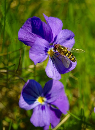 Spurred Violet (Viola calcarata) with a hoverfly