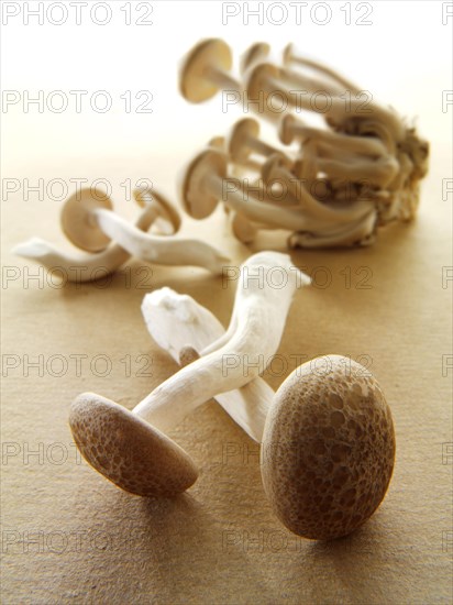 Raw fresh organic Hon-Shimeji mushrooms