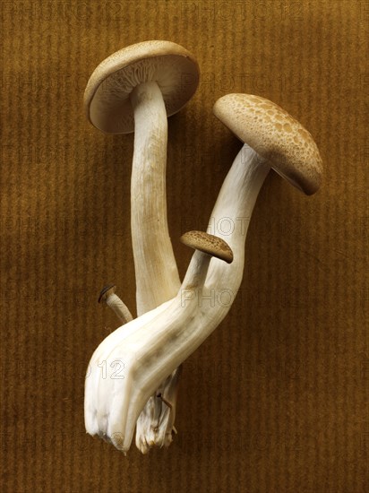 Raw fresh organic Hon-Shimeji mushrooms