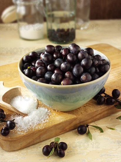 Fresh sloe berries