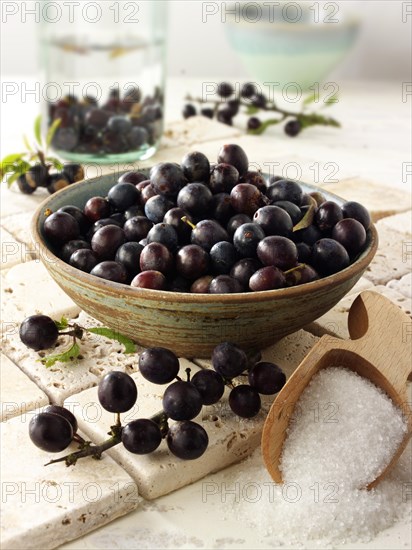 Fresh sloe berries