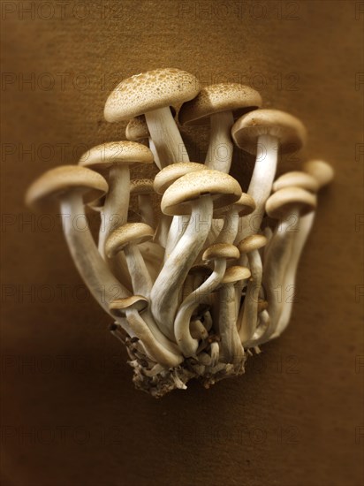 Raw fresh organic Hon-Shimeji mushrooms