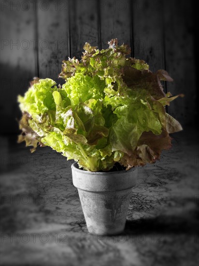 Lollo Rosso and Lollo Bionda lettuce in a pot