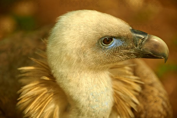 Griffon Vulture (Gyps fulvus)