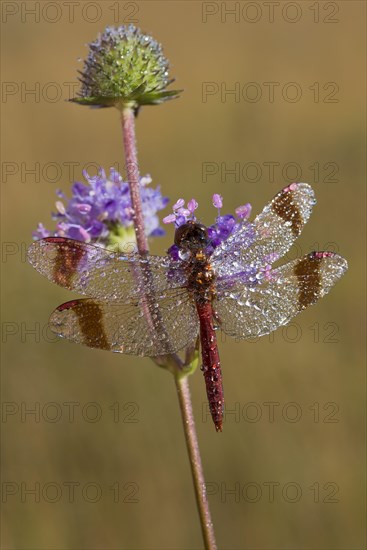 Banded Darter (Sympetrum pedemontanum)