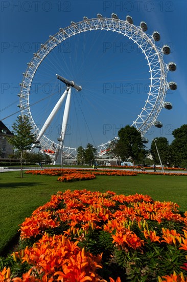 London Eye Ferris wheel behind flowers in a park