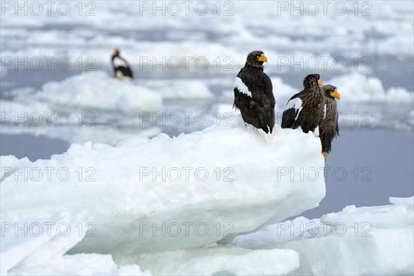 Group of Steller's Sea Eagles (Haliaeetus pelagicus) perched on floating ice