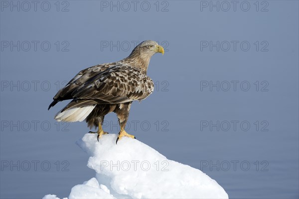 White-tailed Eagle or Sea Eagle (Haliaeetus albicilla) perched on an ice floe