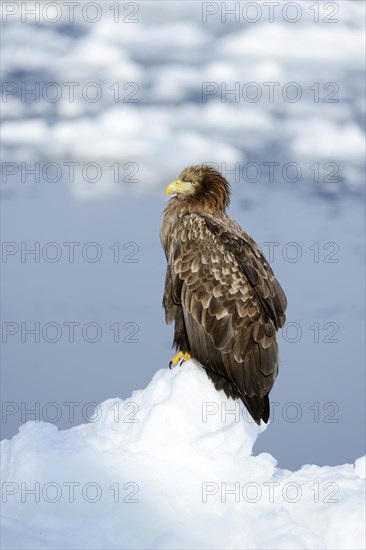 White-tailed Eagle or Sea Eagle (Haliaeetus albicilla)