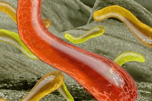 Bacteria