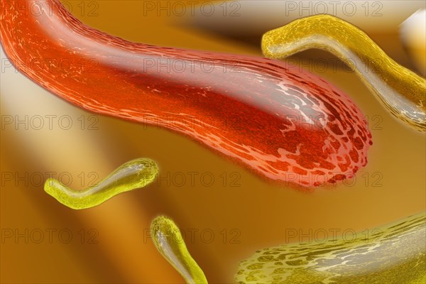 Bacteria