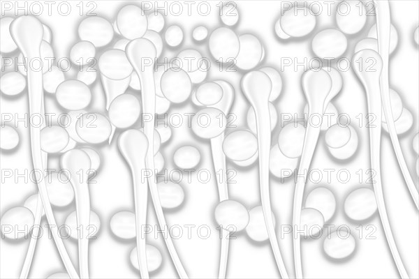 Yeast cells