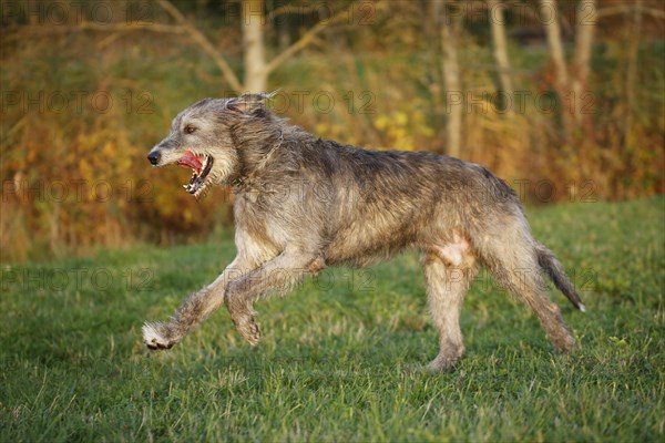 Irish Wolfhound running across a meadow